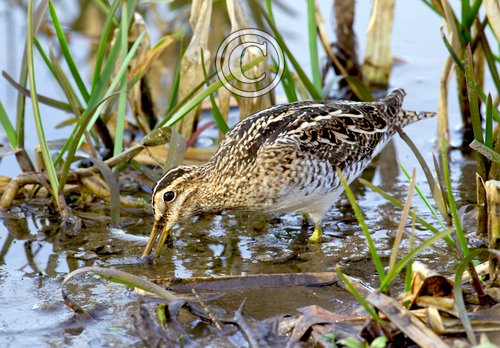 Common Snipe 2